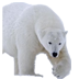 :kutup ayısı: